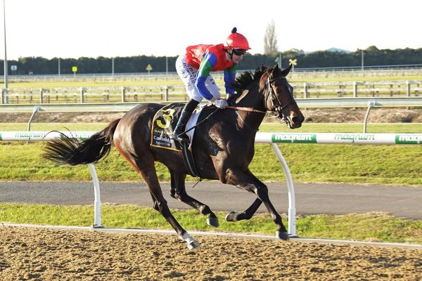 Hamilton trainers chasing polytrack riches