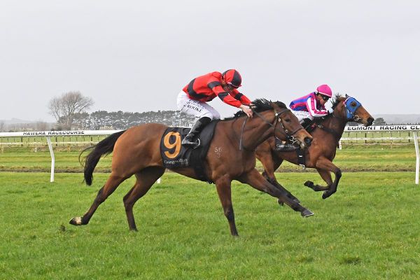 Debutant makes no secret of ability at Hawera