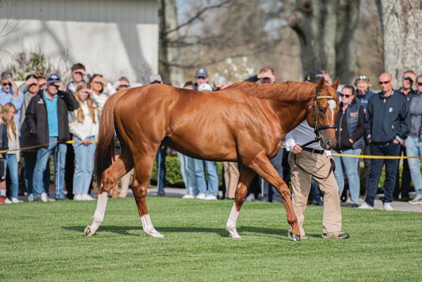 New arrivals add to Waikato Stallion Parade line-up