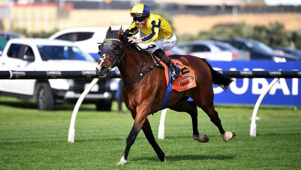 Livamol Classic and NZ 2000 Guineas retain Group One status