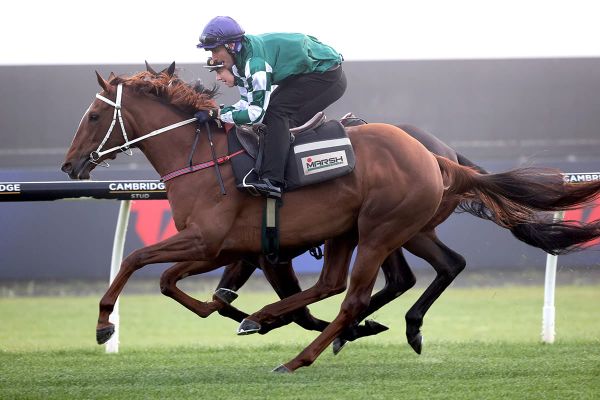 Well Written “amazing” ahead of Proisir Plate