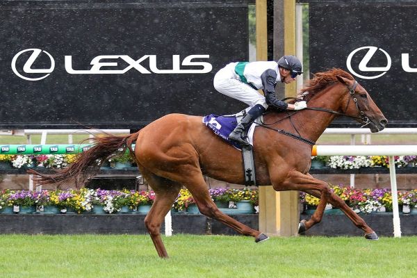Tendon injury sidelines Rise At Dawn