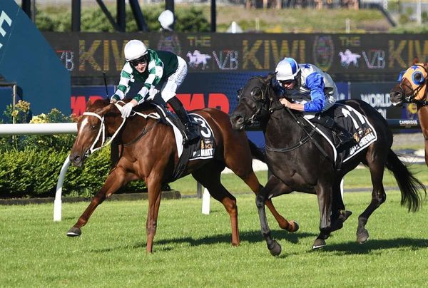 Yulong’s Kiwi stars primed for spring