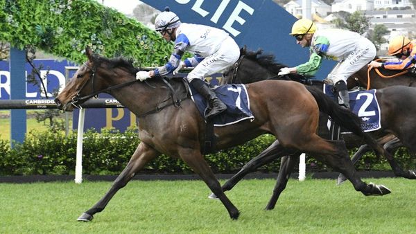 Lollapalooza looking to bounce back at Ellerslie