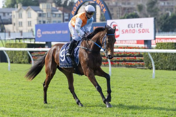 Proxima Dea continues breeding dream for Trans-Tasman team