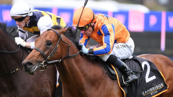 All roads lead to Riccarton for impressive colt