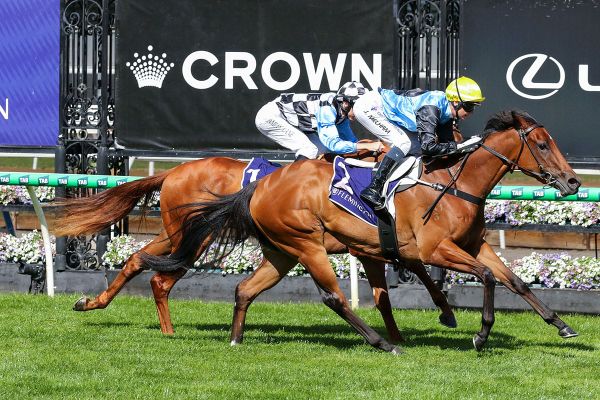 Everest can wait as O’Shea maps out Satono Glow’s spring