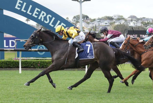 Highly regarded mare a top Kaimai prospect