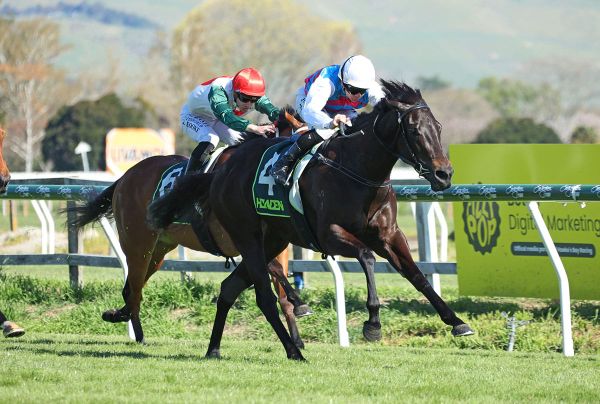 Hawea out of NZ 1000 Guineas