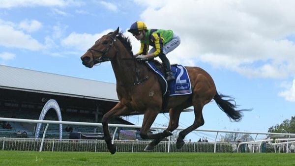 Highly regarded Zorero in tip-top order