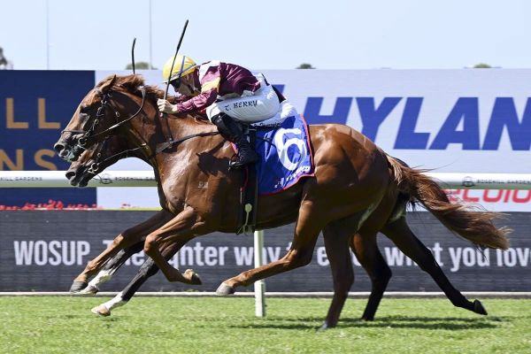 Linebacker ready to play ball in Alan Brown Stakes