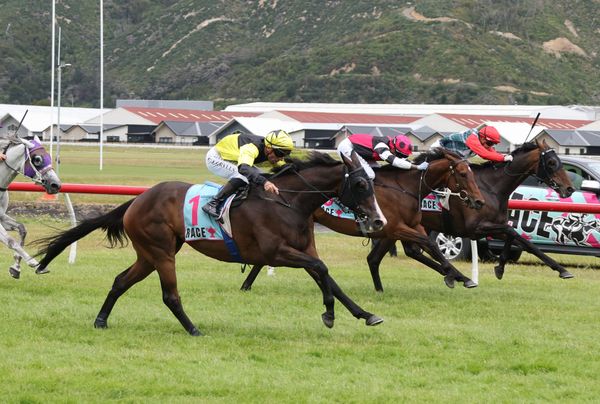 Weight the only worry for One Bold Cat in Waverley Cup