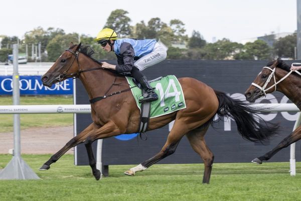 No Everest for Satono Glow