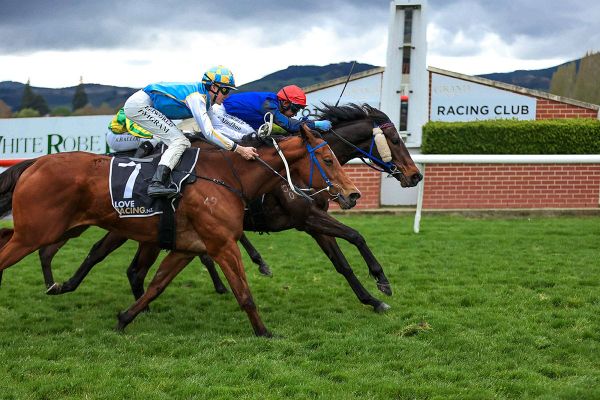 Well-related gelding shooting for back-to-back wins