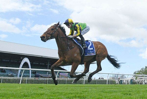 Highly regarded Zorero in tip-top order