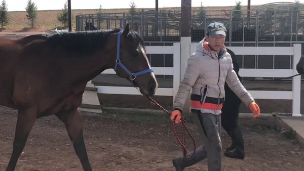 Thornton playing key role in Chinese racing future