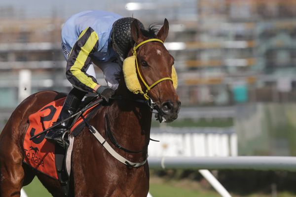 Strong Pukekohe book for battered-and-bruised Thornton