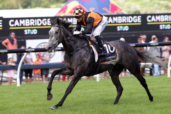 Tongue-tie addition ahead of Tarzino test for Danzdanzdance