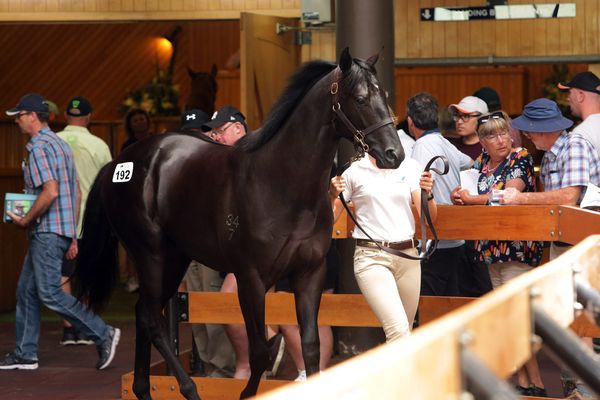 Pleasing first outing for NZB sales topper