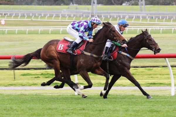 Brideoake-trained mares gallop at Sandown