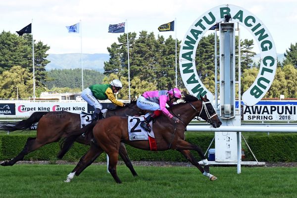 Wyndspelle primed for Tarzino