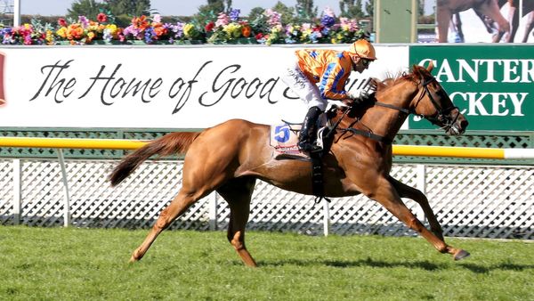 Te Akau Shark to gallop at Canterbury