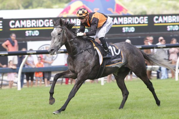 Trans-Tasman features on the cards for stablemates