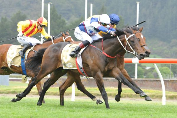 Southern stable a successful venture for Marsh