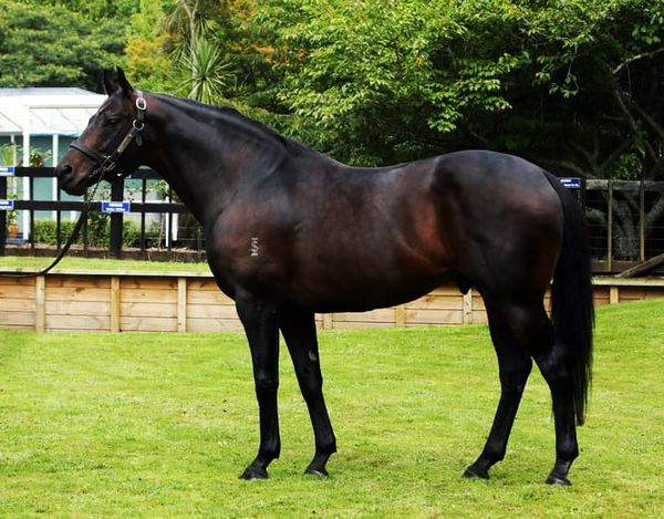 Saturday double caps off stunning week for Shocking