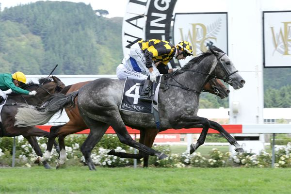 Battle of the greys first-up for Von Tunzelman