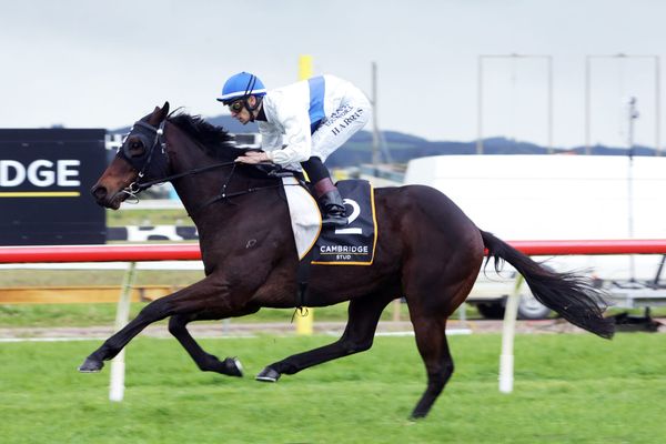 Catalyst all the rage in Hawke’s Bay Guineas