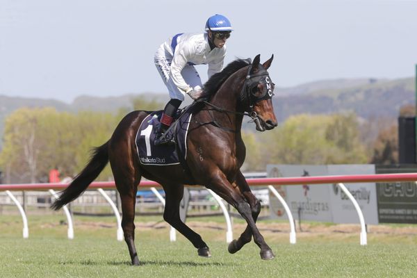 Massive offer rejected for star 3YO