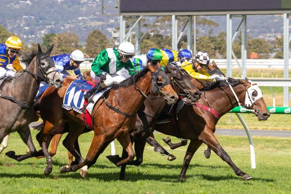 Listed success for Savabeel colt