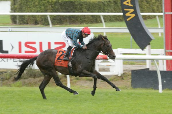 Harlech Guineas bound after Te Rapa victory