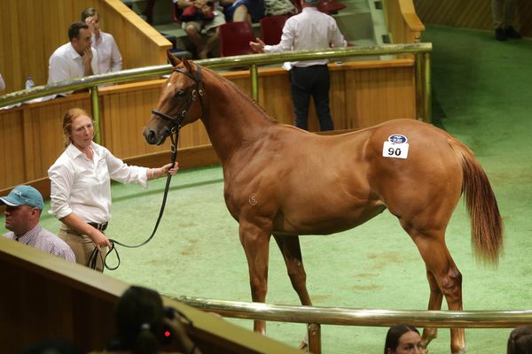 Action-Packed Sales Format for Karaka 2020