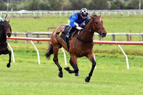 Pokuru’s Gift successful for Farrelly