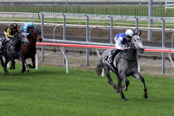 Fawcett confident Grey can step-up