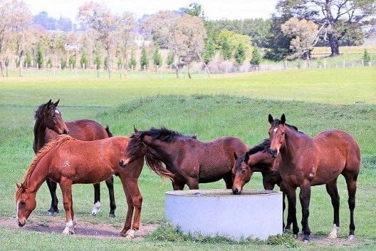 New baby-sitter Spalato laps up good life in Australia