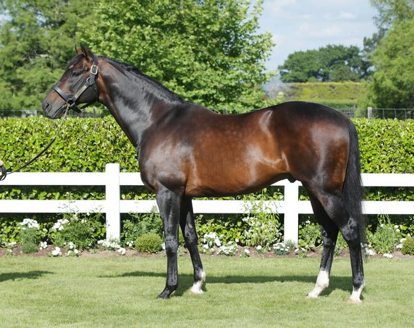 Veloce Bella filly continues hot run