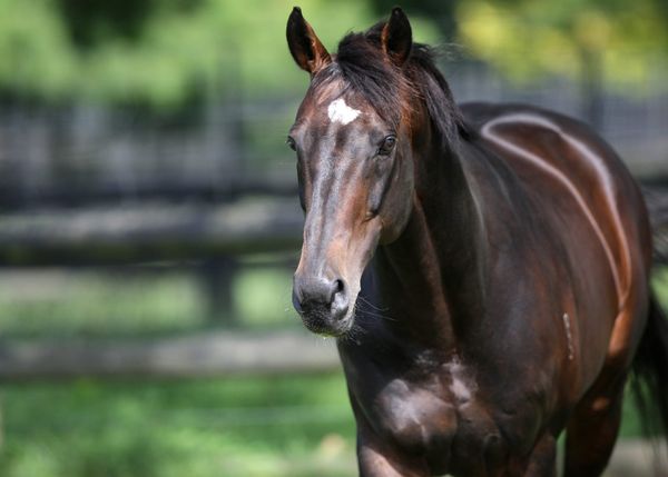 Tavistock withdrawn from 2019 service