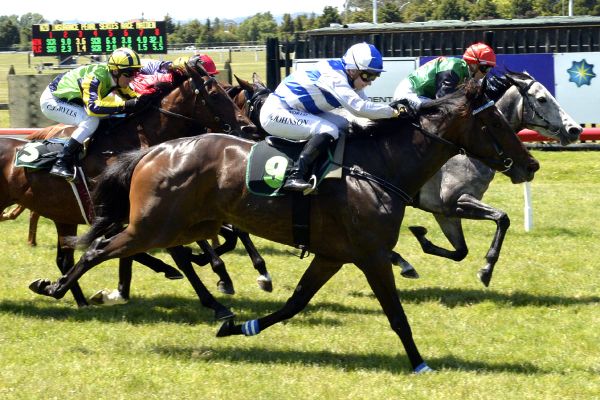 Regally-bred filly surprises at Rotorua