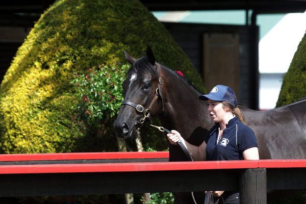 NZB Ready to Run Sale Trainers Series to Resume