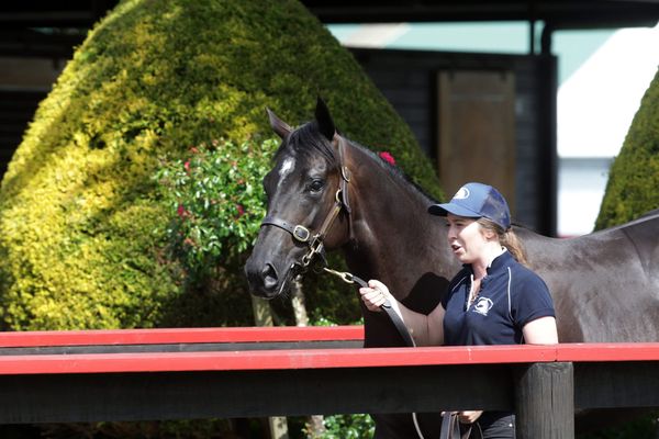 Red-letter day for Fairdale Stud