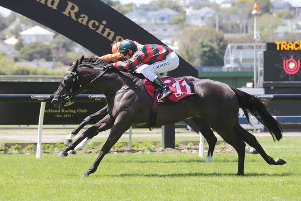 Spring Heat arrives at Ellerslie
