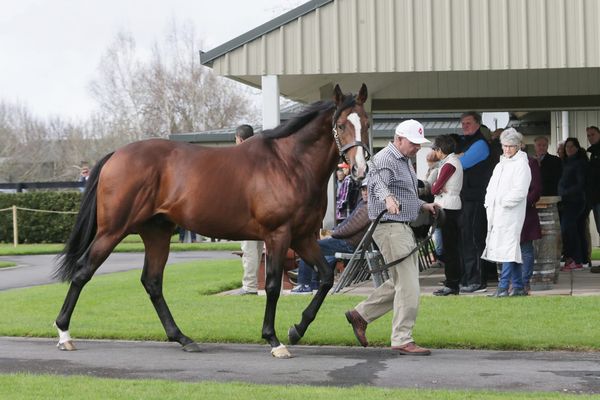 Karaka First Crop Sire - Belardo