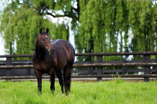 Karaka Swan Song for Super Sires