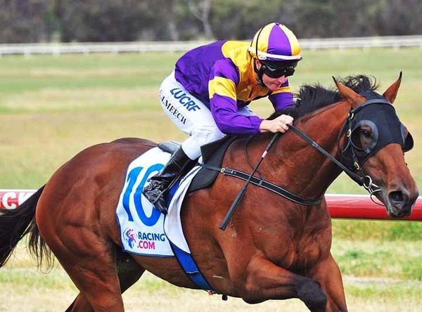 Stallion Ocean's Fourteen back on track
