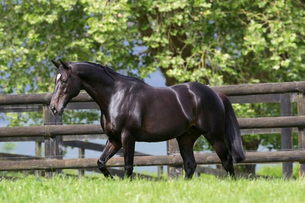 Waikato Stud mourn the loss of Sacred Falls