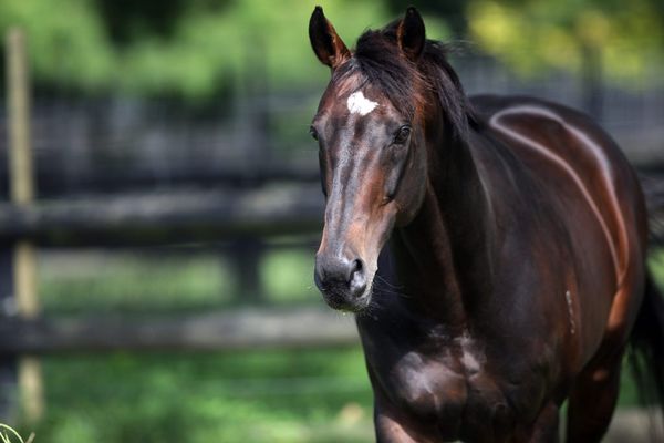 Exciting filly sets tongues wagging at Cambridge Stud