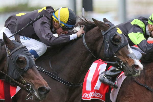 Tinkermosa wins Belle of the Turf